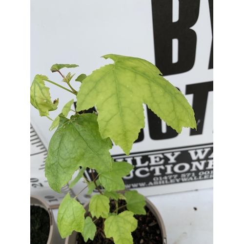 92 - FIVE SWEET GUM LIQUID AMBAR STYRACIFLUA TREES APPROX 60CM IN HEIGHT IN 3LTR POTS PLUS VAT TO BE SOLD... 