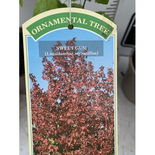 92 - FIVE SWEET GUM LIQUID AMBAR STYRACIFLUA TREES APPROX 60CM IN HEIGHT IN 3LTR POTS PLUS VAT TO BE SOLD... 