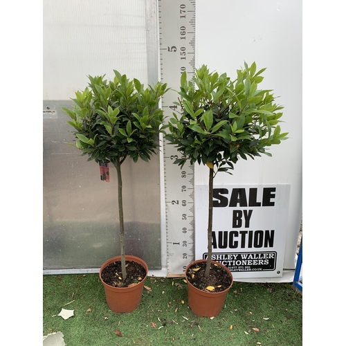 93 - A PAIR OF STANDARD BAY TREES LAURUS NOBILIS IN 10 LTR POTS APPROX 150CM IN HEIGHT TO BE SOLD FOR THE... 