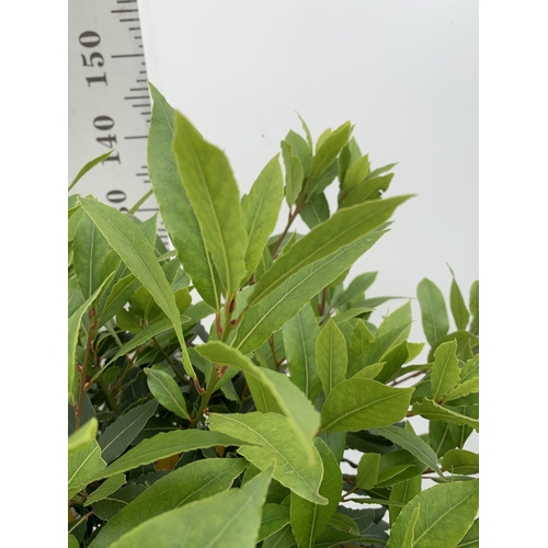 93 - A PAIR OF STANDARD BAY TREES LAURUS NOBILIS IN 10 LTR POTS APPROX 150CM IN HEIGHT TO BE SOLD FOR THE... 