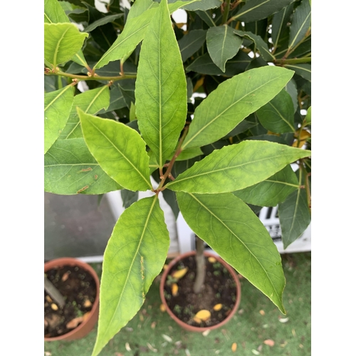 93 - A PAIR OF STANDARD BAY TREES LAURUS NOBILIS IN 10 LTR POTS APPROX 150CM IN HEIGHT TO BE SOLD FOR THE... 