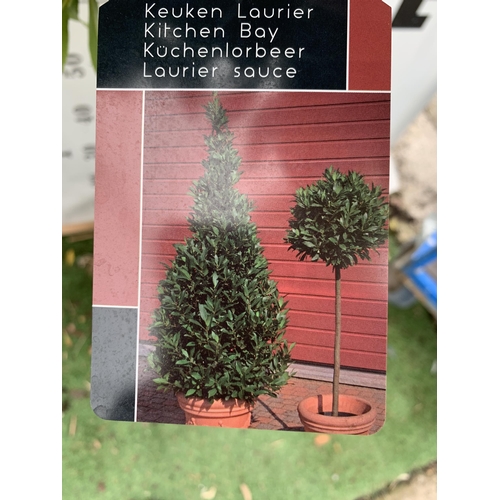 93 - A PAIR OF STANDARD BAY TREES LAURUS NOBILIS IN 10 LTR POTS APPROX 150CM IN HEIGHT TO BE SOLD FOR THE... 