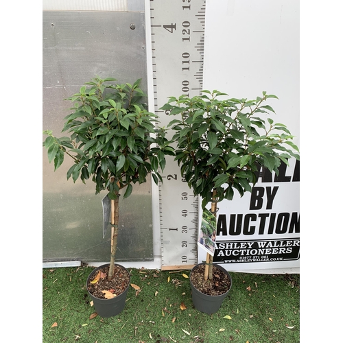 94 - TWO PRUNUS LUSITANICA 'AUGUSTFOLIA' STANDARD TREES APPROX 120CM IN HEIGHT IN 3 LTR POTS PLUS VAT TO ... 