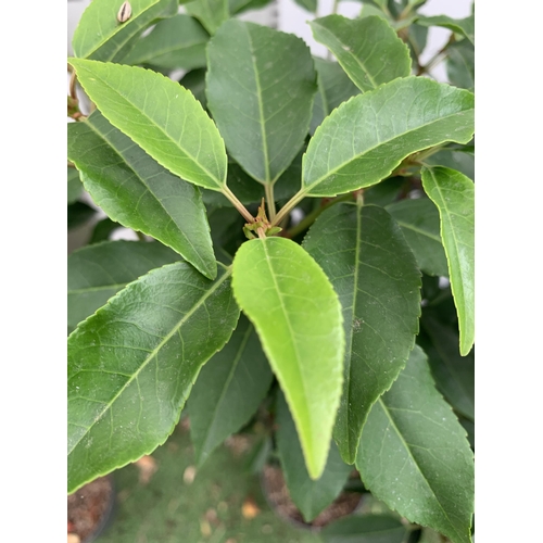 94 - TWO PRUNUS LUSITANICA 'AUGUSTFOLIA' STANDARD TREES APPROX 120CM IN HEIGHT IN 3 LTR POTS PLUS VAT TO ... 