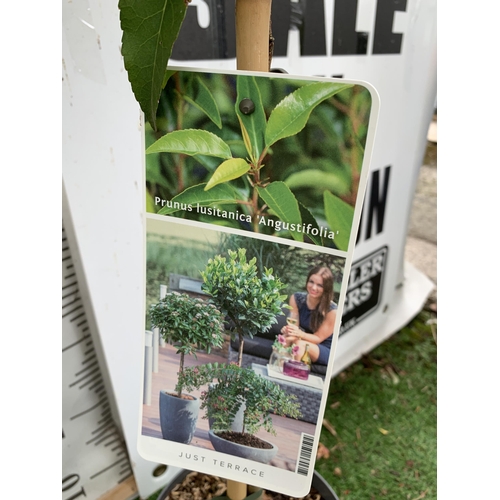 94 - TWO PRUNUS LUSITANICA 'AUGUSTFOLIA' STANDARD TREES APPROX 120CM IN HEIGHT IN 3 LTR POTS PLUS VAT TO ... 