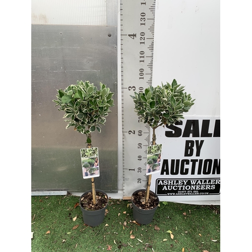 95 - TWO STANDARD EUONYMUS JAPONICUS 'KATHY' TREES IN 3 LTR POTS APPROX 110CM IN HEIGHT PLUS VAT TO BE SO... 