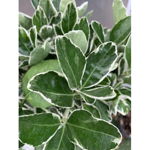 95 - TWO STANDARD EUONYMUS JAPONICUS 'KATHY' TREES IN 3 LTR POTS APPROX 110CM IN HEIGHT PLUS VAT TO BE SO... 