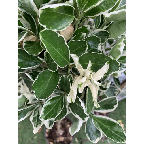 95 - TWO STANDARD EUONYMUS JAPONICUS 'KATHY' TREES IN 3 LTR POTS APPROX 110CM IN HEIGHT PLUS VAT TO BE SO... 