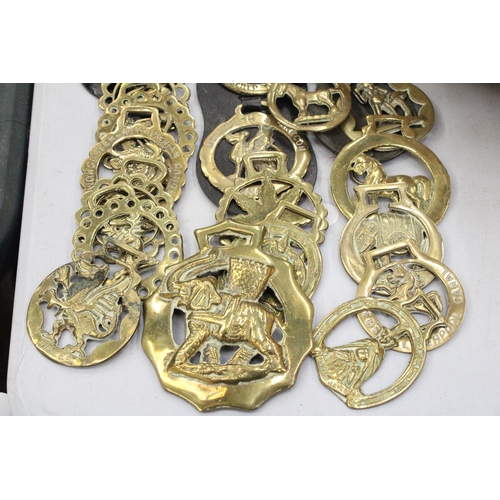 141 - A LARGE COLLECTION OF HORSE BRASSES, SOME ON MARTINGALES