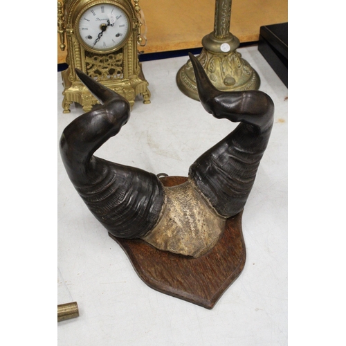 20 - A PAIR OF VINTAGE WATER BUFFALO HORNS ON WOODEN PLAQUE