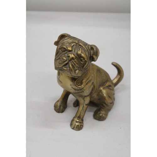 123 - A SITTING BRASS BULLDOG APPROXIMATELY 17CM X 17CM