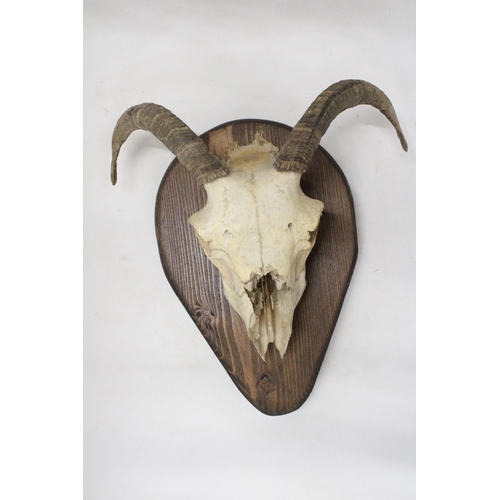 29 - A RAM'S SKULL AND HORNS ON A WOODEN PLINTH