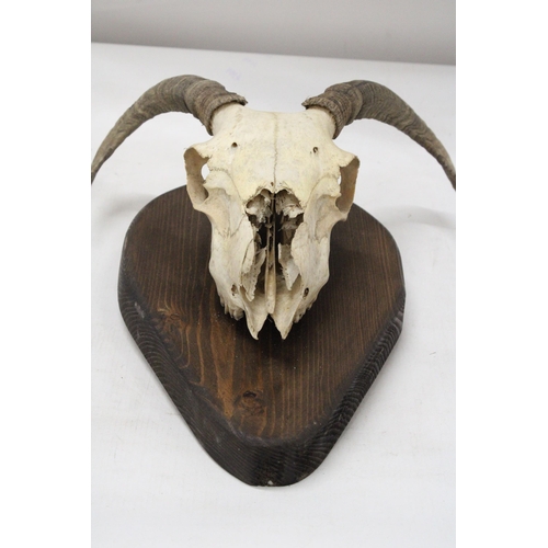 29 - A RAM'S SKULL AND HORNS ON A WOODEN PLINTH