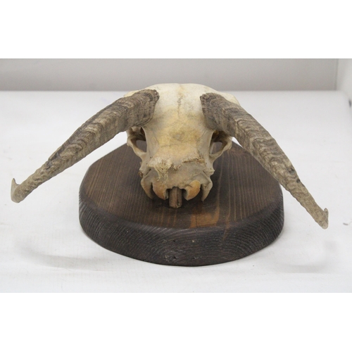 29 - A RAM'S SKULL AND HORNS ON A WOODEN PLINTH