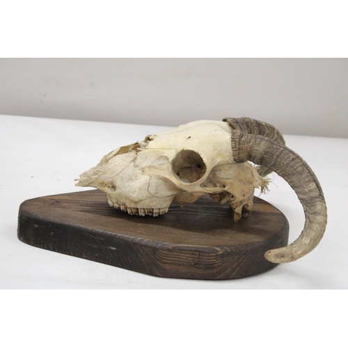 29 - A RAM'S SKULL AND HORNS ON A WOODEN PLINTH