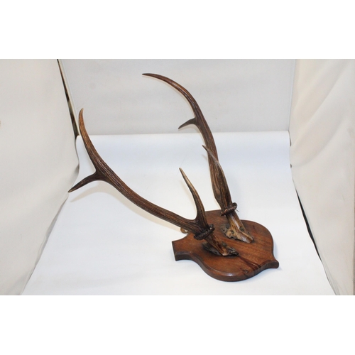 65 - A PAIR OF SIKA STAG ANTLERS ON A WOODEN SHIELD