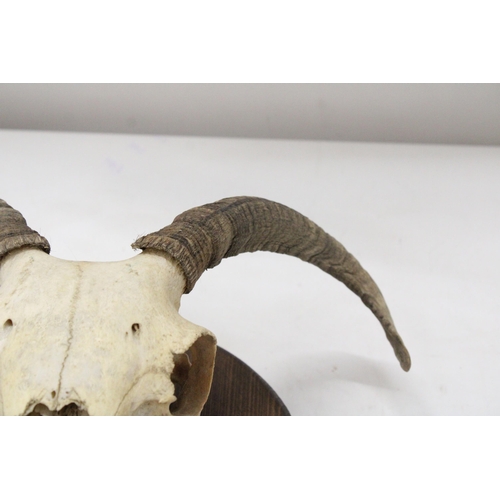 29 - A RAM'S SKULL AND HORNS ON A WOODEN PLINTH