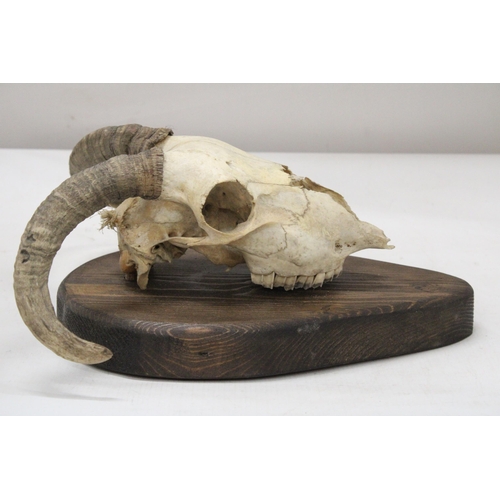 29 - A RAM'S SKULL AND HORNS ON A WOODEN PLINTH