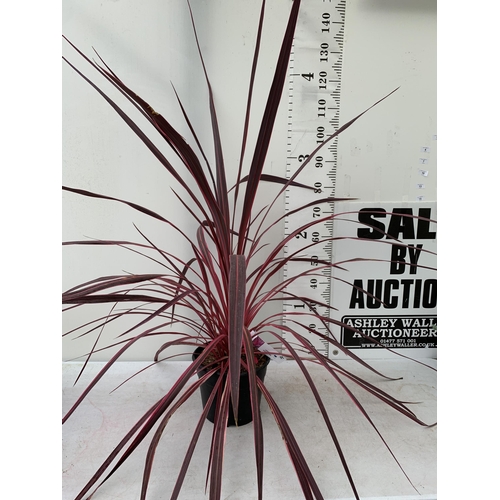 1 - ONE VERY LARGE CORDYLINE IN VIBRANT ELECTRIC PINK APPROX 150CM IN HEIGHT IN A 7.5 LTR POT PLUS VAT