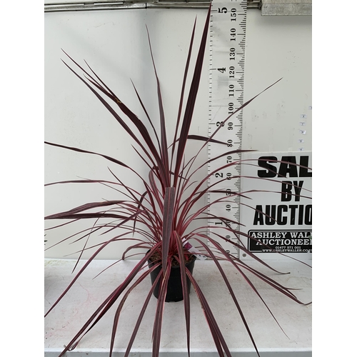 1 - ONE VERY LARGE CORDYLINE IN VIBRANT ELECTRIC PINK APPROX 150CM IN HEIGHT IN A 7.5 LTR POT PLUS VAT