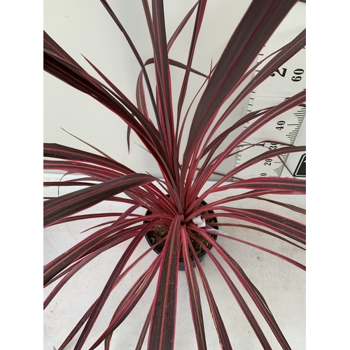 1 - ONE VERY LARGE CORDYLINE IN VIBRANT ELECTRIC PINK APPROX 150CM IN HEIGHT IN A 7.5 LTR POT PLUS VAT