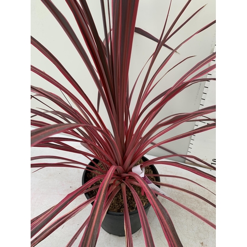 1 - ONE VERY LARGE CORDYLINE IN VIBRANT ELECTRIC PINK APPROX 150CM IN HEIGHT IN A 7.5 LTR POT PLUS VAT