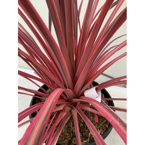 1 - ONE VERY LARGE CORDYLINE IN VIBRANT ELECTRIC PINK APPROX 150CM IN HEIGHT IN A 7.5 LTR POT PLUS VAT