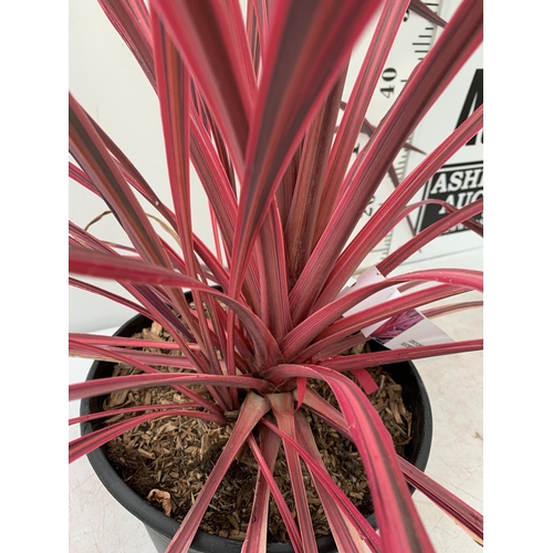 1 - ONE VERY LARGE CORDYLINE IN VIBRANT ELECTRIC PINK APPROX 150CM IN HEIGHT IN A 7.5 LTR POT PLUS VAT