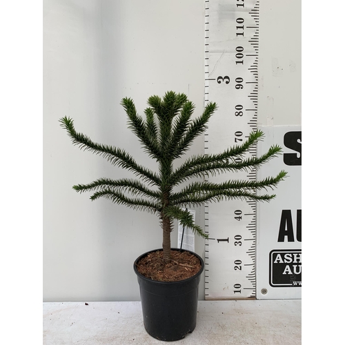 10 - ONE LARGE MONKEY PUZZLE TREE 'ARAUCARIA ARAUCANA' APPROX 85CM IN HEIGHT IN A 7 LTR POT PLUS VAT