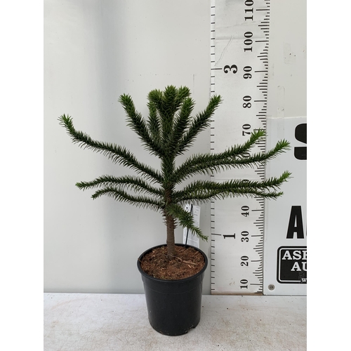 10 - ONE LARGE MONKEY PUZZLE TREE 'ARAUCARIA ARAUCANA' APPROX 85CM IN HEIGHT IN A 7 LTR POT PLUS VAT