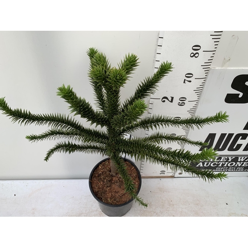 10 - ONE LARGE MONKEY PUZZLE TREE 'ARAUCARIA ARAUCANA' APPROX 85CM IN HEIGHT IN A 7 LTR POT PLUS VAT