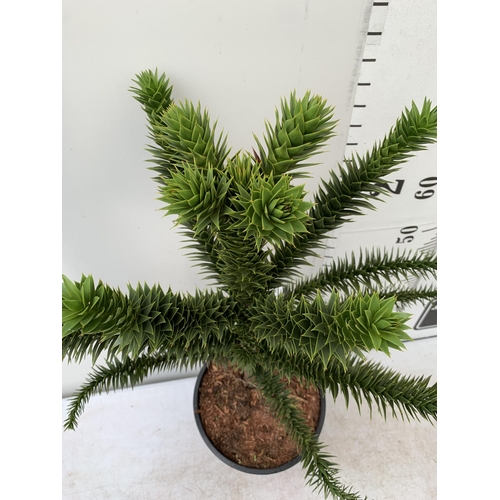 10 - ONE LARGE MONKEY PUZZLE TREE 'ARAUCARIA ARAUCANA' APPROX 85CM IN HEIGHT IN A 7 LTR POT PLUS VAT