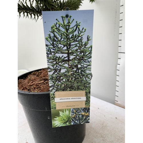 10 - ONE LARGE MONKEY PUZZLE TREE 'ARAUCARIA ARAUCANA' APPROX 85CM IN HEIGHT IN A 7 LTR POT PLUS VAT