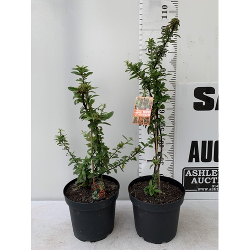 11 - TWO LARGE PYRACANTHA 'ORANGE STAR' THORNLESS VARIETY APPROX 80-110CM IN HEIGHT IN 7 LTR POTS PLUS VA... 