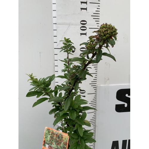 11 - TWO LARGE PYRACANTHA 'ORANGE STAR' THORNLESS VARIETY APPROX 80-110CM IN HEIGHT IN 7 LTR POTS PLUS VA... 