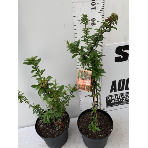 11 - TWO LARGE PYRACANTHA 'ORANGE STAR' THORNLESS VARIETY APPROX 80-110CM IN HEIGHT IN 7 LTR POTS PLUS VA... 