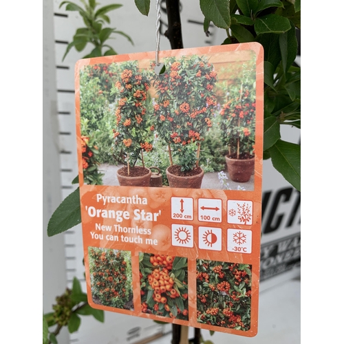 11 - TWO LARGE PYRACANTHA 'ORANGE STAR' THORNLESS VARIETY APPROX 80-110CM IN HEIGHT IN 7 LTR POTS PLUS VA... 