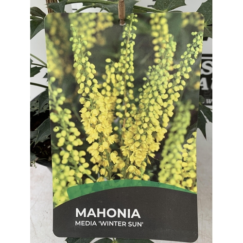 12 - A LARGE MAHONIA MEDIA 'WINTER SUN' EVERGREEN IN A 5 LTR POT APPROX A METRE IN HEIGHT PLUS VAT