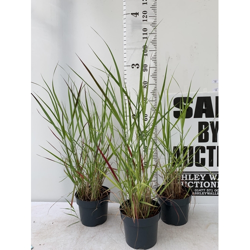 13 - THREE 'RED BARON' ORNAMENTAL GRASSES IMPERATA IN  3 LTR POTS APPROX 90CM IN HEIGHT PLUS VAT TO BE SO... 