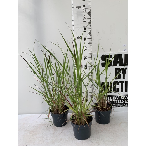 13 - THREE 'RED BARON' ORNAMENTAL GRASSES IMPERATA IN  3 LTR POTS APPROX 90CM IN HEIGHT PLUS VAT TO BE SO... 