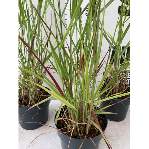 13 - THREE 'RED BARON' ORNAMENTAL GRASSES IMPERATA IN  3 LTR POTS APPROX 90CM IN HEIGHT PLUS VAT TO BE SO... 