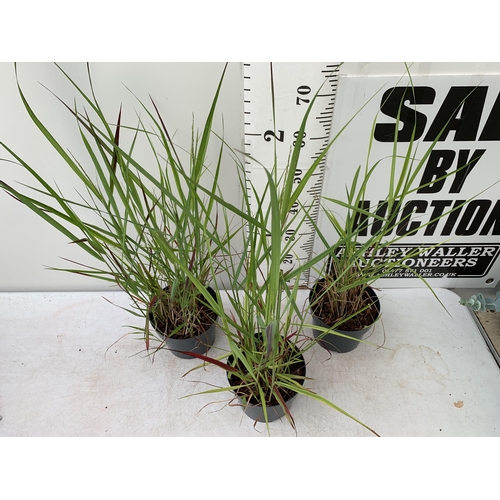 13 - THREE 'RED BARON' ORNAMENTAL GRASSES IMPERATA IN  3 LTR POTS APPROX 90CM IN HEIGHT PLUS VAT TO BE SO... 