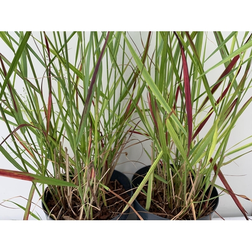 13 - THREE 'RED BARON' ORNAMENTAL GRASSES IMPERATA IN  3 LTR POTS APPROX 90CM IN HEIGHT PLUS VAT TO BE SO... 