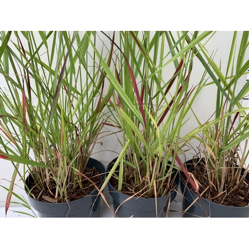 13 - THREE 'RED BARON' ORNAMENTAL GRASSES IMPERATA IN  3 LTR POTS APPROX 90CM IN HEIGHT PLUS VAT TO BE SO... 