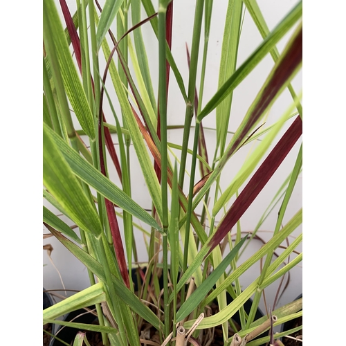 13 - THREE 'RED BARON' ORNAMENTAL GRASSES IMPERATA IN  3 LTR POTS APPROX 90CM IN HEIGHT PLUS VAT TO BE SO... 