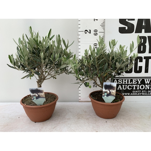 14 - TWO OLIVE BONSAI MINIATURE TREES IN 4LTR BOWLS APPROX 50-60CM IN HEIGHT NO VAT TO BE SOLD FOR THE TW... 