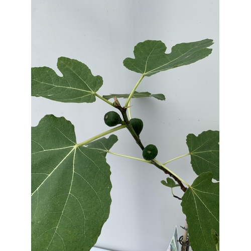 15 - ONE LARGE FIG TREE FICUS CARICA 'BROWN TURKEY' WITH FRUIT IN A 3 LTR POT APPROX 130CM IN HEIGHT NO V... 