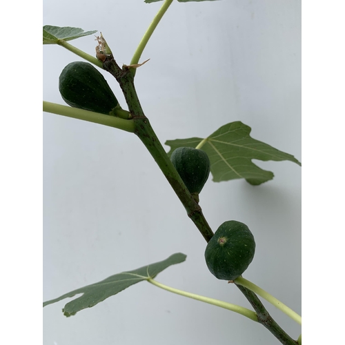 15 - ONE LARGE FIG TREE FICUS CARICA 'BROWN TURKEY' WITH FRUIT IN A 3 LTR POT APPROX 130CM IN HEIGHT NO V... 