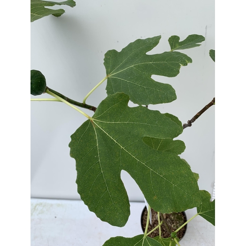 15 - ONE LARGE FIG TREE FICUS CARICA 'BROWN TURKEY' WITH FRUIT IN A 3 LTR POT APPROX 130CM IN HEIGHT NO V... 