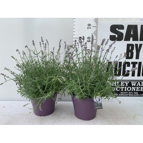 16 - TWO LAVENDER ANGUSTIFOLIA 'ESSENCE PURPLE' APPROX 60CM IN HEIGHT IN 5 LTR POTS NO VAT TO BE SOLD FOR... 